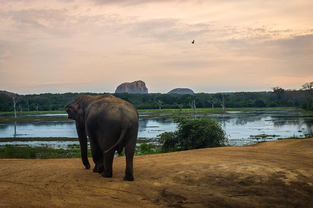 Hotel Royal Safari Sauraha Kültér fotó