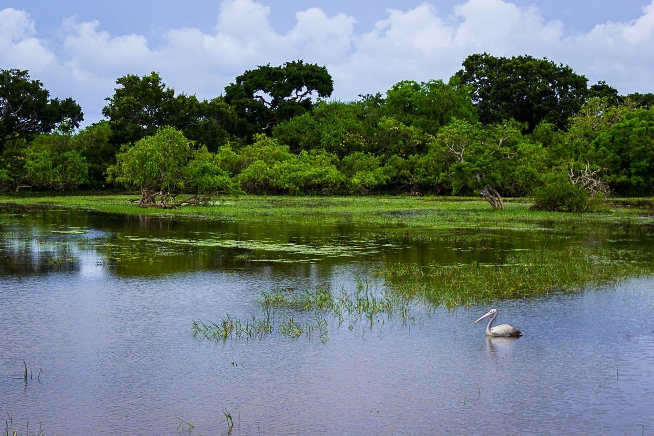 Hotel Royal Safari Sauraha Kültér fotó
